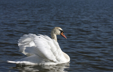 Mute swan (lat. Cygnus olor), spring. The plumage is white.