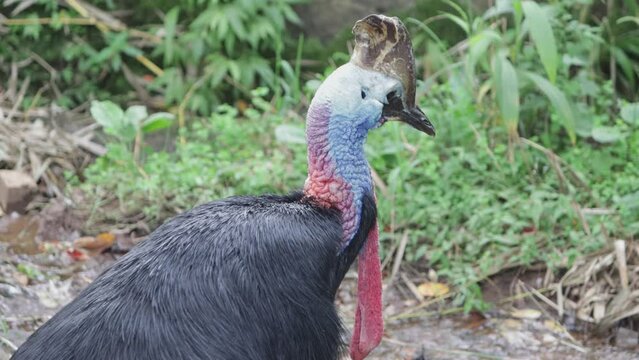 Cassowary is the world's most dangerous bird