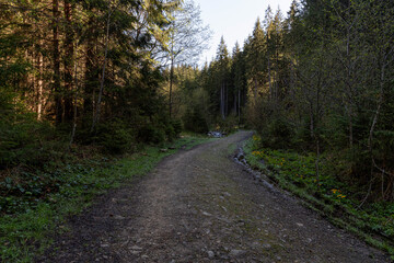 Naklejka premium the road in the forest at the foot of the mountain