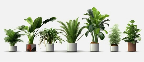 plant in pot on white background