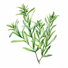 Fototapeta premium a watercolor illustration of Tarragon clipart, herb element, isolated on white background