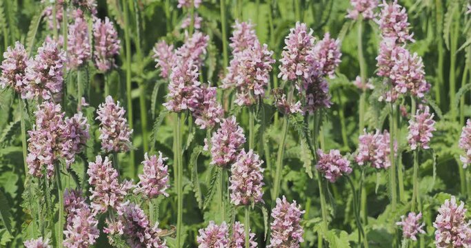 (Betonica officinalis) Echte Betonie - Zahnkraut - Heil-Ziest - Heilbatunge - Flohblume - Pfaffenblume - Zahnkraut. Rosafarbene Bl&uuml;ten an langen Scheinquirlen