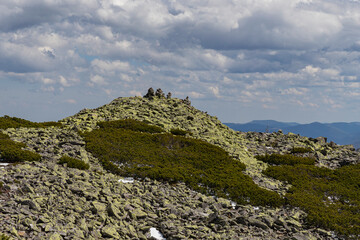 thickets of alpine pine on a stone-covered mountain slope