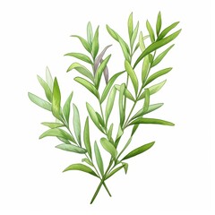a watercolor illustration of Tarragon clipart, herb element, isolated on white background