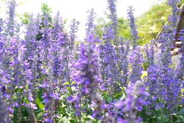 Soft focus of beautiful violet flower field (named salvia farinacea) decorated in the garden,  beautiful flower background