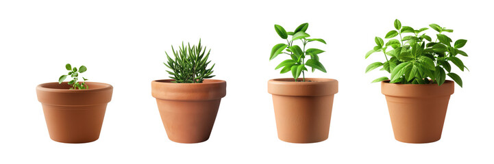 Obraz premium Four Potted Plants in Terracotta Pots on White Background, Various Stages of Growth, Green Foliage