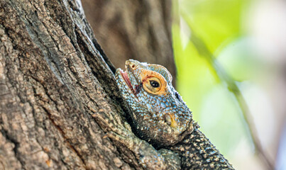 beautiful photo of lizard on the tree