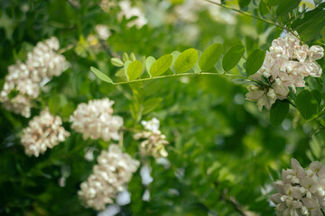 White flower locust blooming in the city peak spring urban scene decorative tree