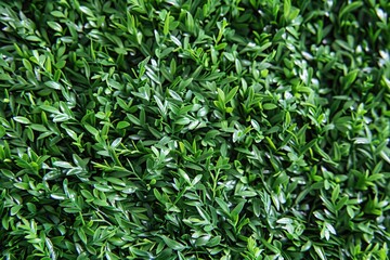 Fototapeta premium Seamless Grass Texture. Artificial Green Plastic Grass Texture for Nature Background