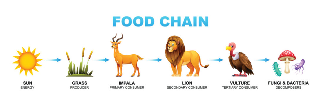 Food chain vector cartoon illustration showing sun, grass, impala, lion, vulture, fungi and bacteria