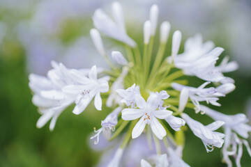 Blue agapanthus or African lily of nile flower is blooming in summer season for ornamental garden