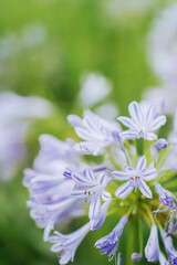 Fototapeta premium Blue agapanthus or African lily of nile flower is blooming in summer season for ornamental garden