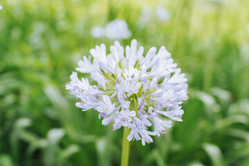 Blue agapanthus or African lily of nile flower is blooming in summer season for ornamental garden