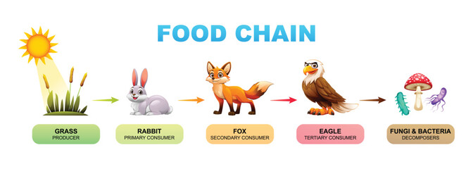 Food chain vector cartoon illustration showing grass, rabbit, fox, eagle, fungi and bacteria