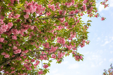 A view from below of a blooming rose tree. The concept of the arrival of spring and summer. The Awakening of Nature