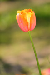 solitary flowering orange tulip with a blurred background to highlight the subject