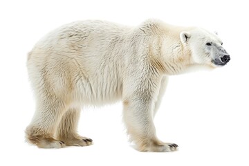 Fototapeta premium Bear Polar. Isolated on White Background - Majestic Arctic Mammal in Natural Habitat