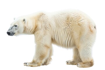 Bear Polar. Isolated Arctic Mammal on White Background - Nature Animal in Arctic Pole