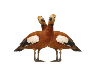 two ruddy shelduck isolated on white background