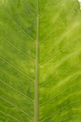 The lush leaf texture of the tropical plants.