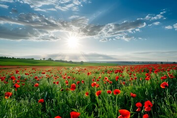 Beautiful field full of flowers