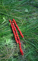 Stems of grass with freshly picked ripe wild strawberries in forest. Natural organic healthy food....