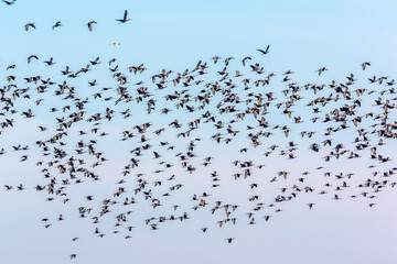 Flock of Glossy Ibis Birds in Isla Mayor, Doñana, Seville, Spain
