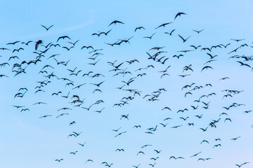 Flock of Glossy Ibis Birds in Isla Mayor, Doñana, Seville, Spain