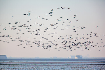 Flock Of Glossy Ibis In Flight Over Doñana Wetlands, Sevilla, Spain