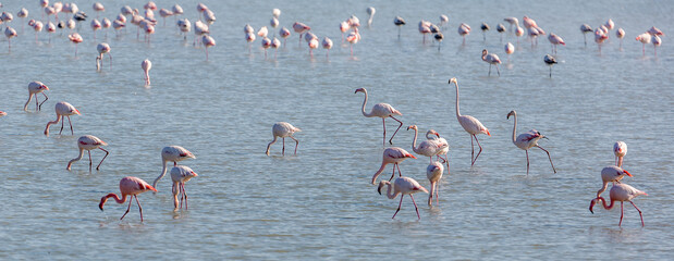 Flamingos in Calm Waters at Sunrise in Doñana, España © Felipe Rodríguez