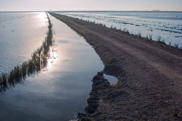 Sunrise Over Rice Fields in Isla Mayor, Sevilla, Spain