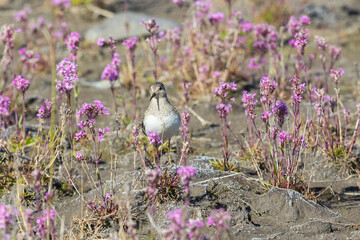 Adult Temminck's stint stand among flowers