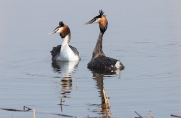 A couple of great grebes swim on the lake
