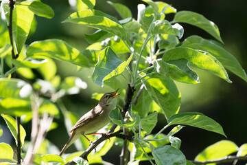Blyth's reed warbler sits on a tree branch in spring