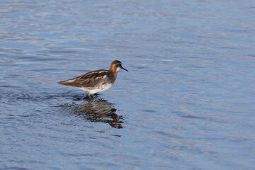 Red-necked phalarope stands in the water