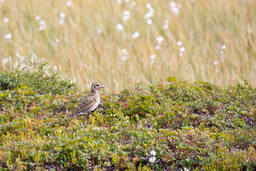 European golden plover stands among the swamp