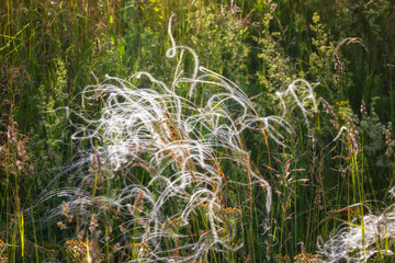 Flowering feather grass close up