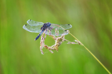 Dragonfly sits on dry grass on a green background close up