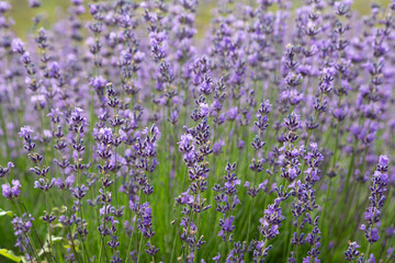 Fototapeta premium Purple violet color lavender flower field closeup background