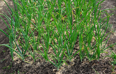 a field of green onion seedlings on the ground close up  