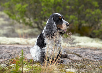 Portrait of a purebred English cocker spaniel. Color blue roan. Age 9 years. Summer. Island. Wild nature. The dog sits on a rocky ledge and looks to the right. The background is blurred.