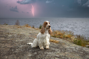 Portrait of a purebred English cocker spaniel. Island. Wild nature. The dog sits on a rocky plateau...