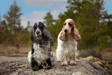 Portrait of two purebred English Cocker spaniel. Summer. Island. Wildlife. The dogs are on a rocky ledge and looking into the frame. Trees and a blue sky with clouds are visible in the background.