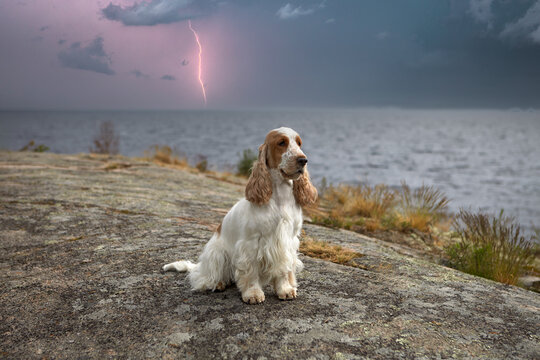 Portrait of a purebred English cocker spaniel. Island. Wild nature. The dog sits on a rocky plateau and looks forward. In the background you can see a lake and a stormy sky with lightning.