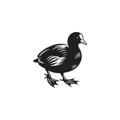 Coot Bird Silhouette - Coot Black Illustration - Coot Bird Vector.