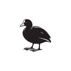 Coot Bird Silhouette - Coot Black Illustration - Coot Bird Vector.
