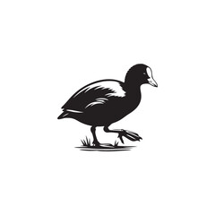 Coot Bird Silhouette - Coot Black Illustration - Coot Bird Vector.