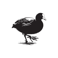 Coot Bird Silhouette - Coot Black Illustration - Coot Bird Vector.