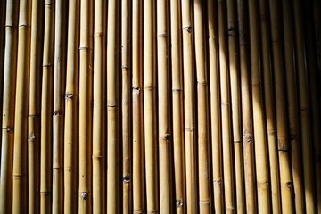 bamboo background