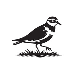 Plover Vector Silhouette - Plover Illustration - Plover bird Vector.